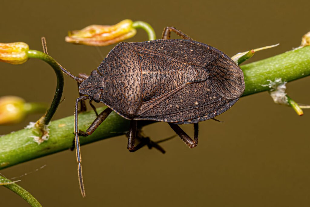 adult stink bug