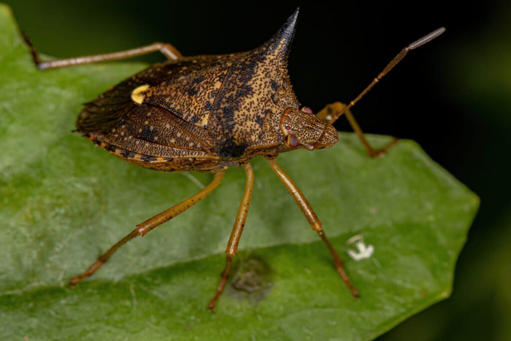 what stink bug eat