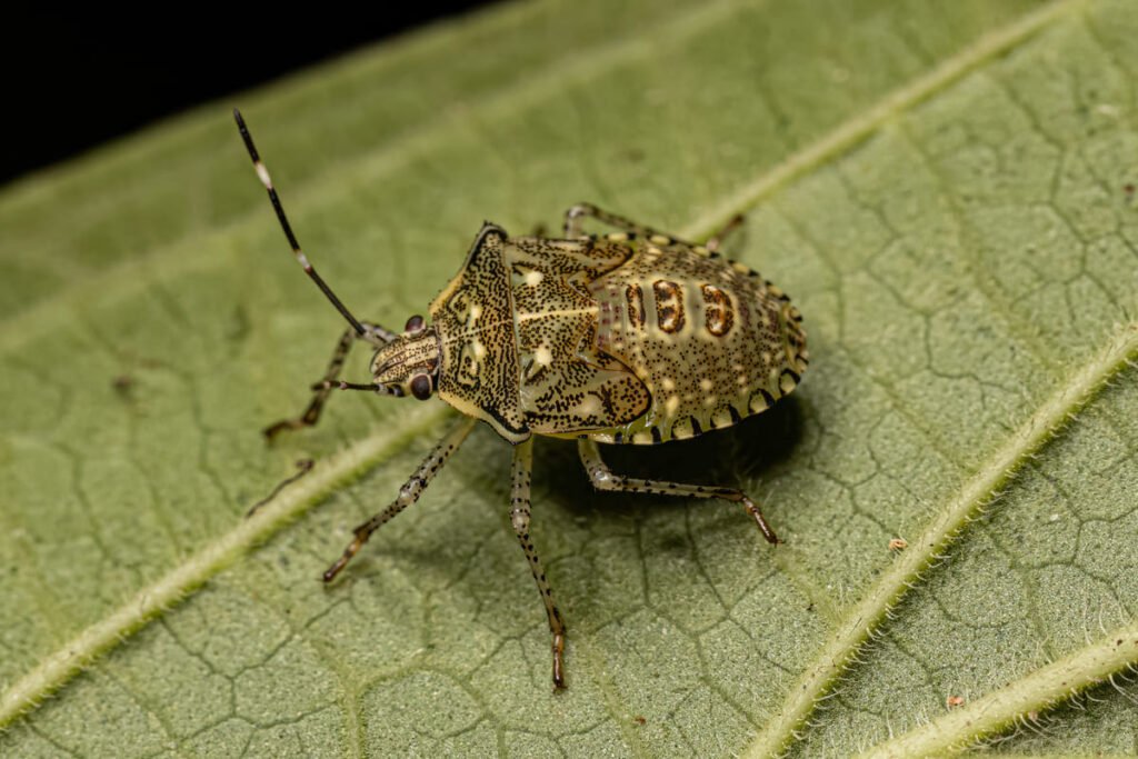 get rid of stink bug nymohs