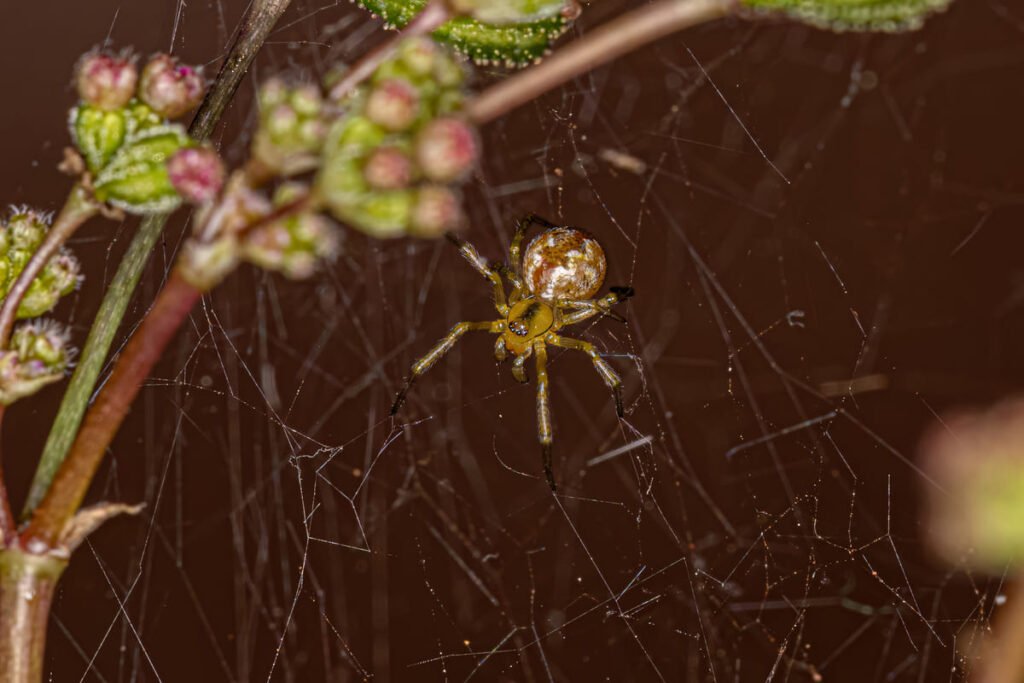 spider mites on indoor plants