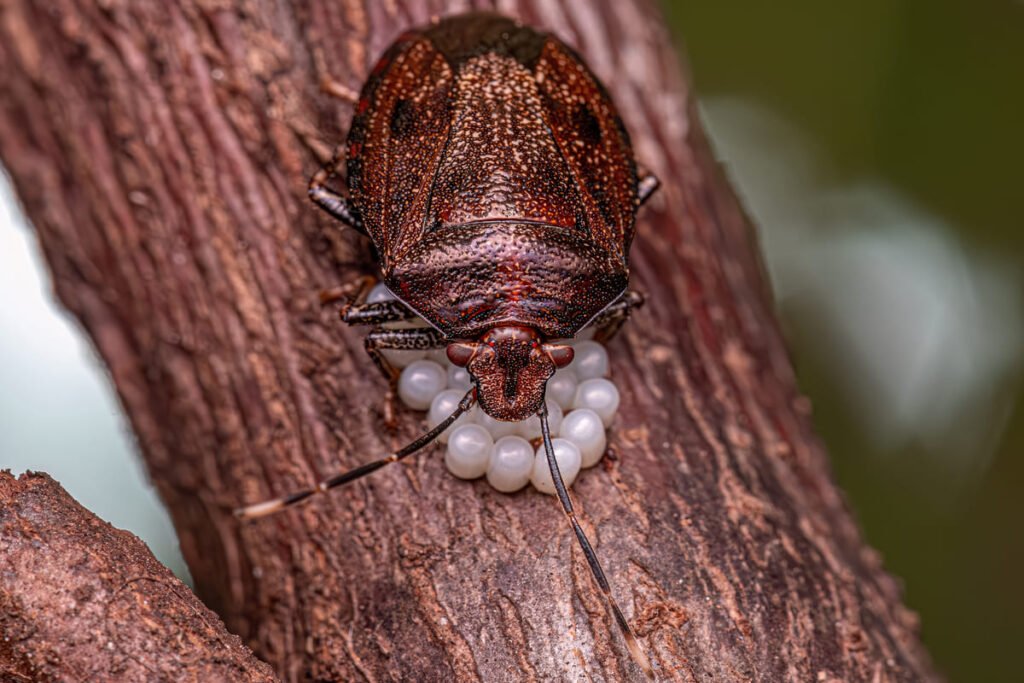remove stink bug eggs