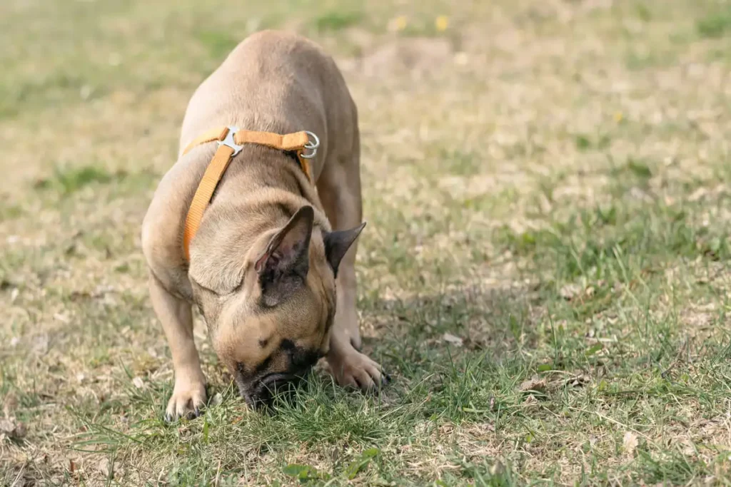 can a dog eat stink bug