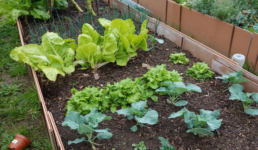DIY home garden