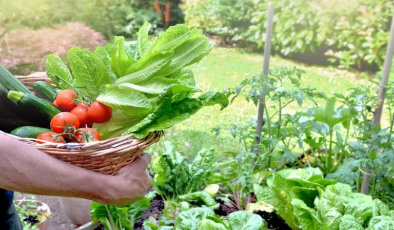 how to create a diy home vegetable garden that keeps growing