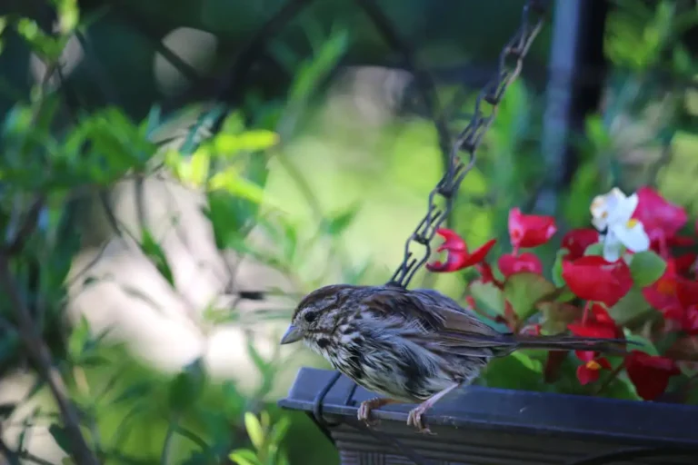keeping birds out of hanging plants
