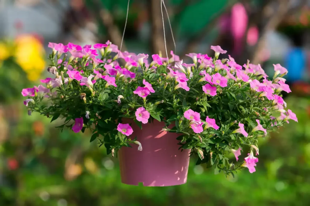 keeping birds out of hanging plants without ruining the look
