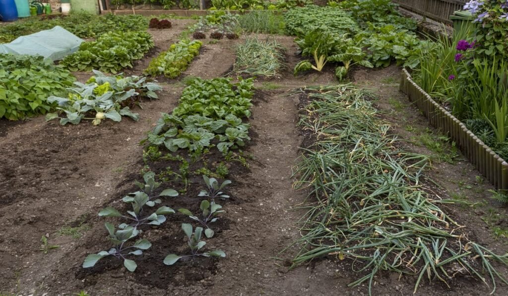 vegetable garden that keeps growing