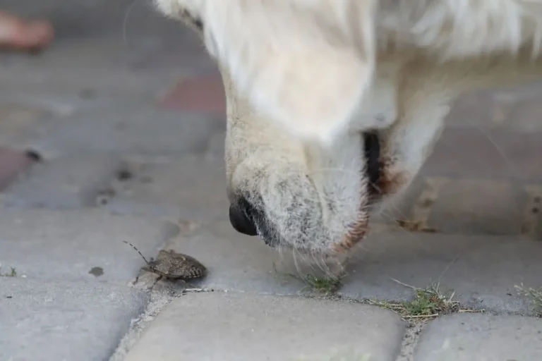what happens if dog eat a stink bug