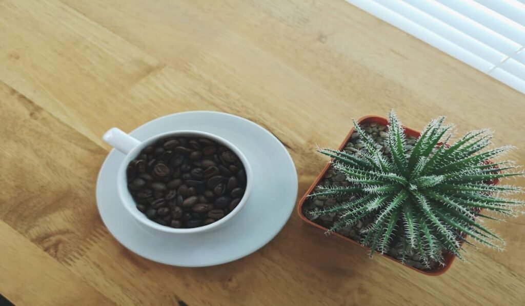 which indoor plants like coffee grounds