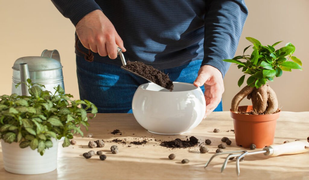 which plants love coffee grounds