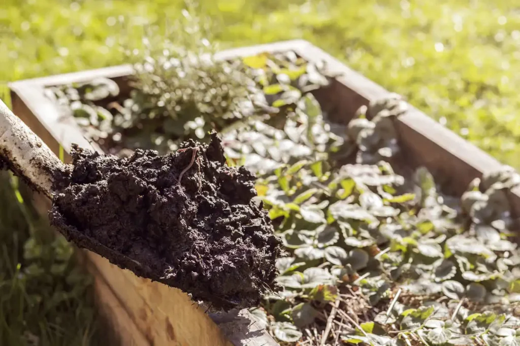 shovel adding dark compost to a wooden garden box