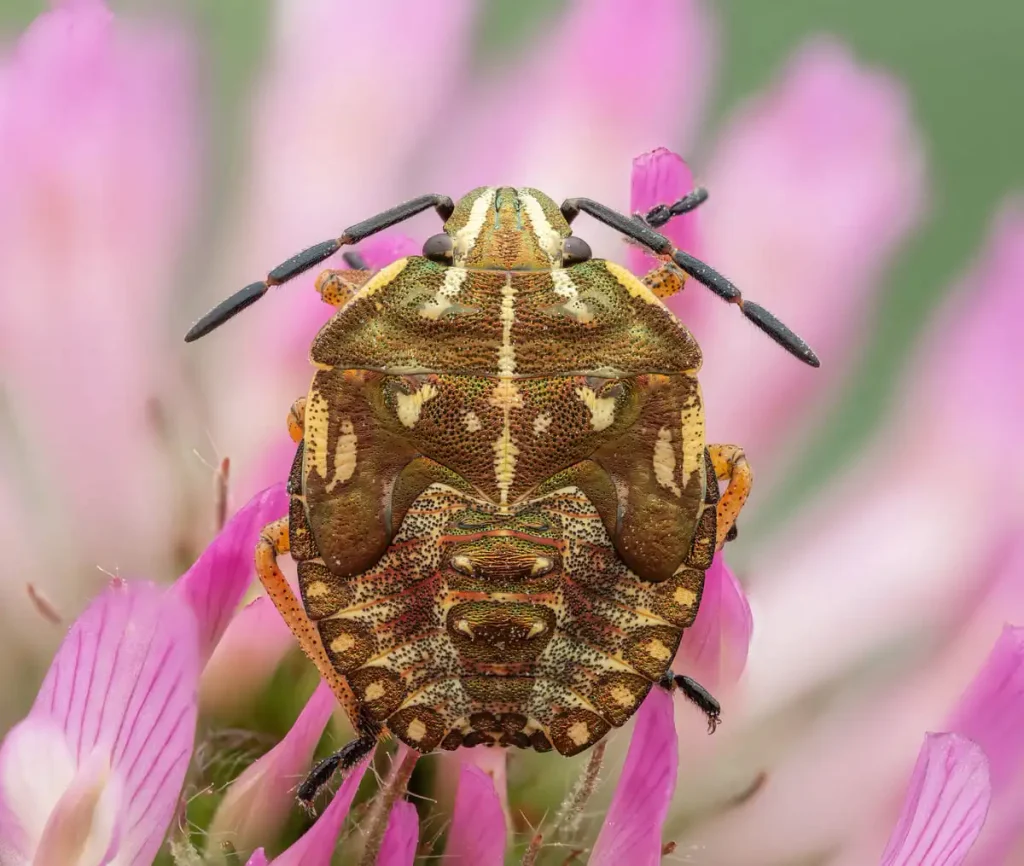 bug resting on a pink clover flower