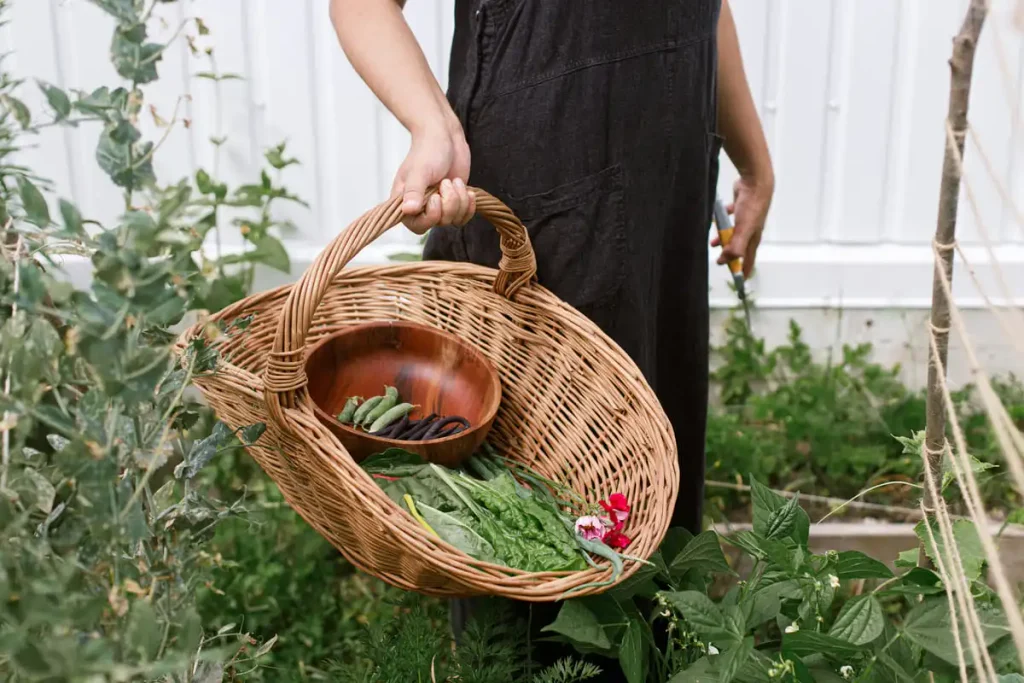 Wicker basket filled with freshly picked greens and beans