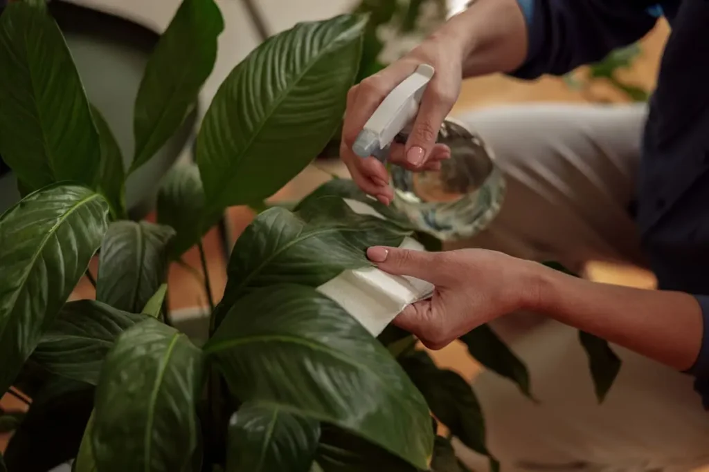 how to care for calming plants