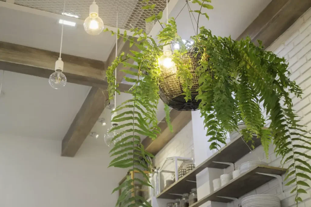 how to hang hanging plants indoors