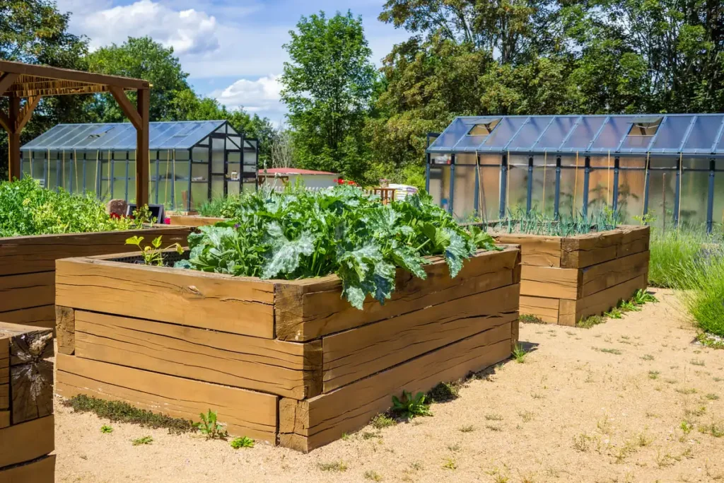 how to start a vegetable garden in your backyard