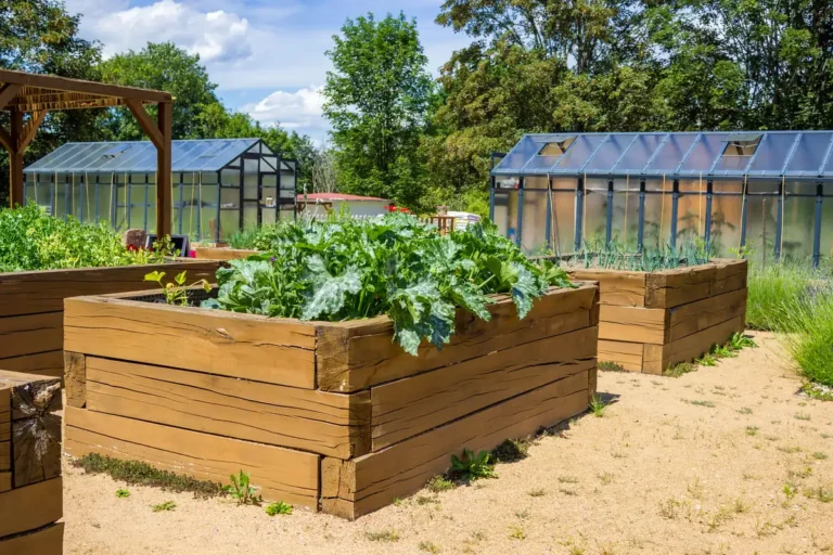 how to start a vegetable garden in your backyard
