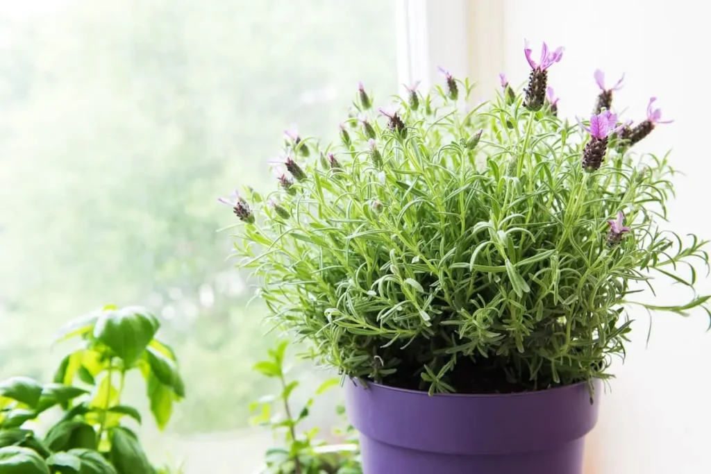 lavender plant for anxiety relief