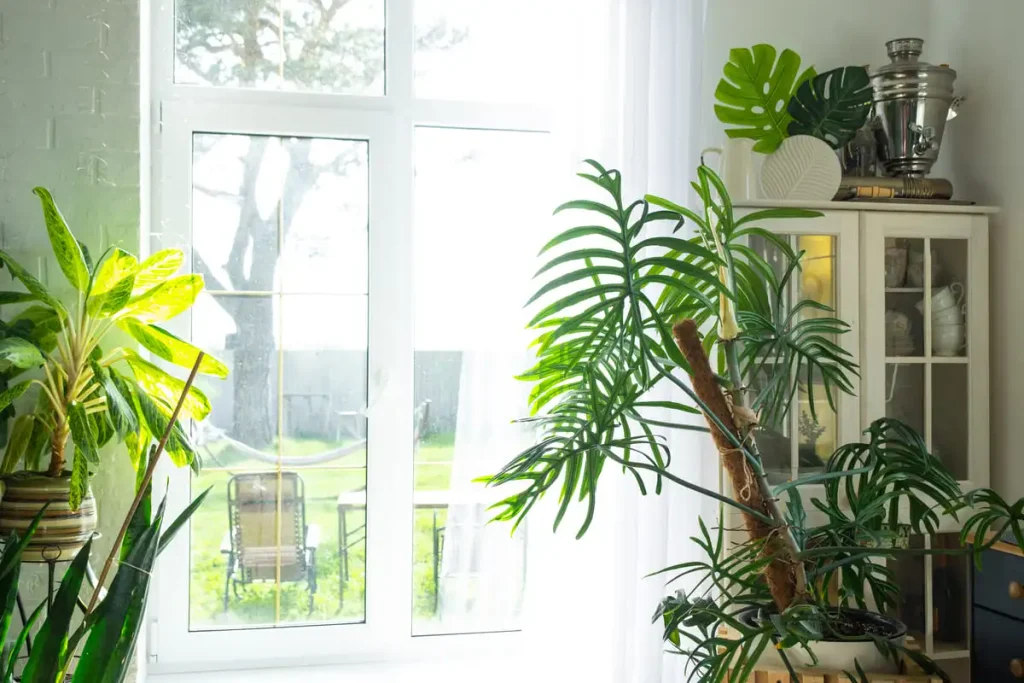 living room plants natural light window