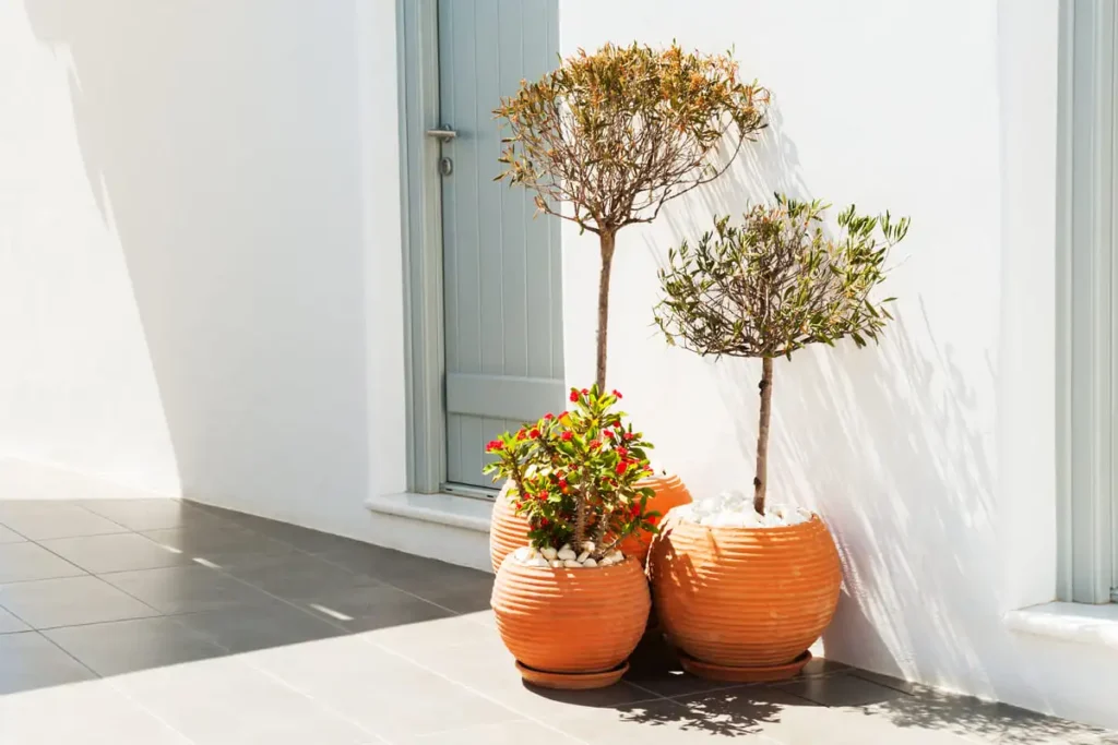 luxury plant pots entryway terracotta