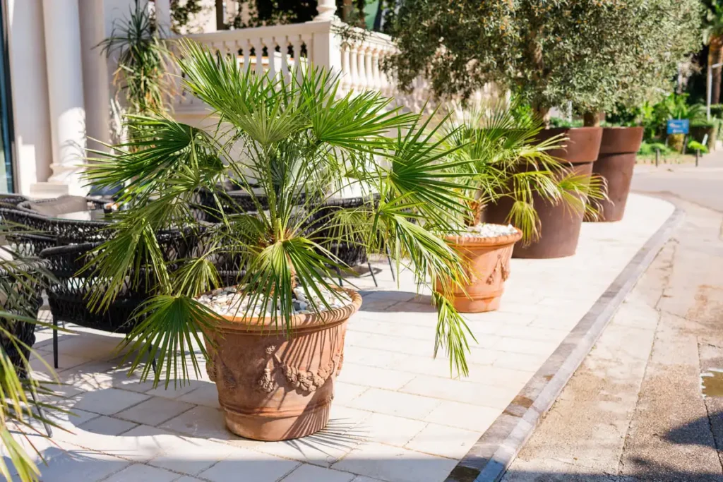 luxury plant pots terrace walkway