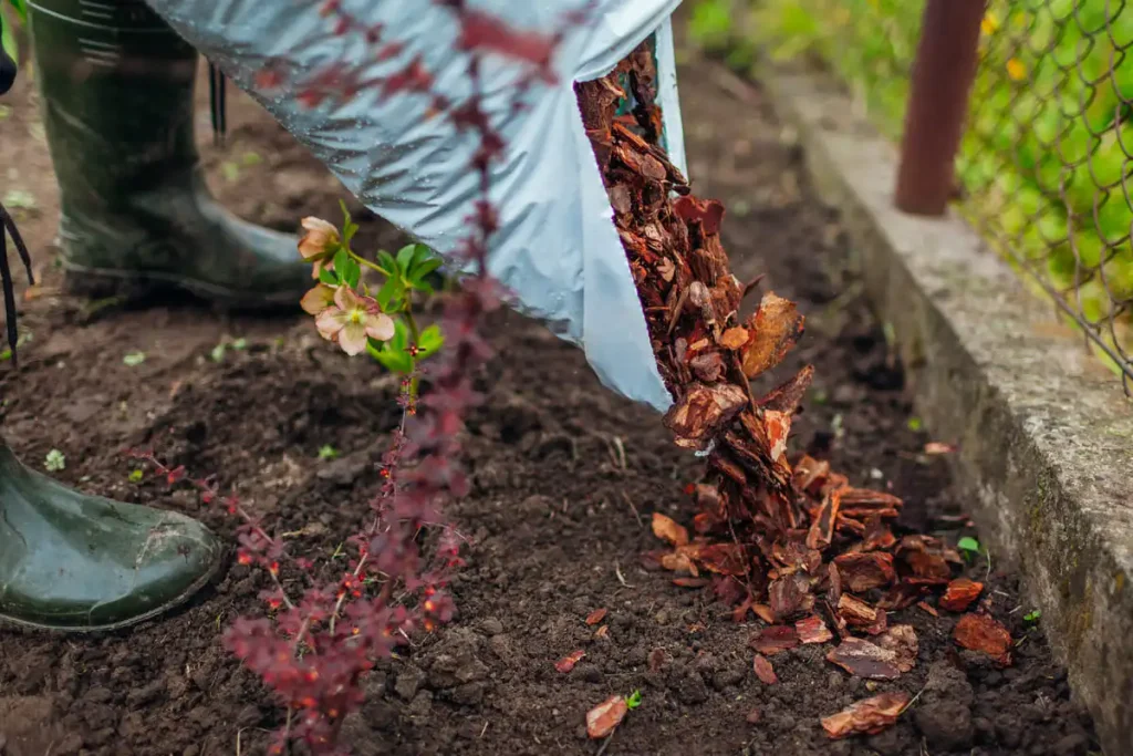 mulching a vegetable garden bed