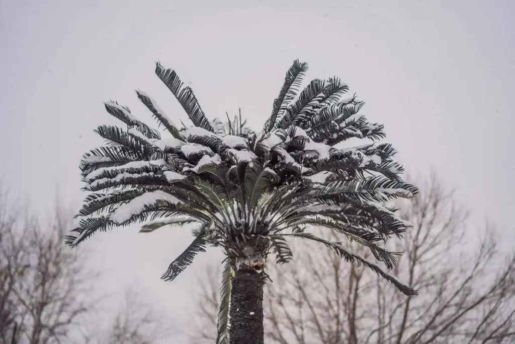 palm tree canopy heart protection winter