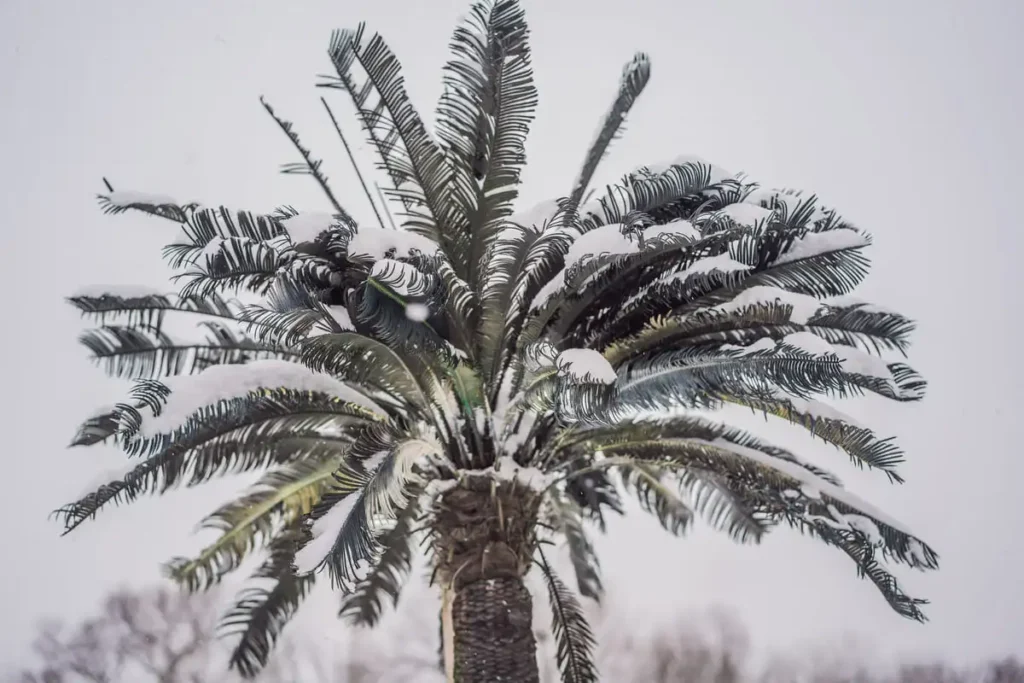 palm tree crown freeze damage snow