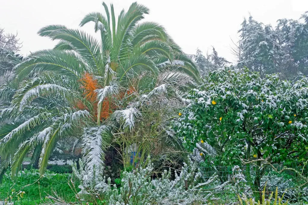 palm tree root protection mulch garden