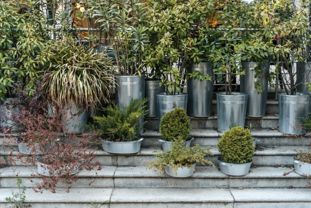 potted plants varied heights garden