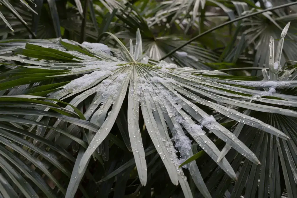 protect large palm trees from freeze