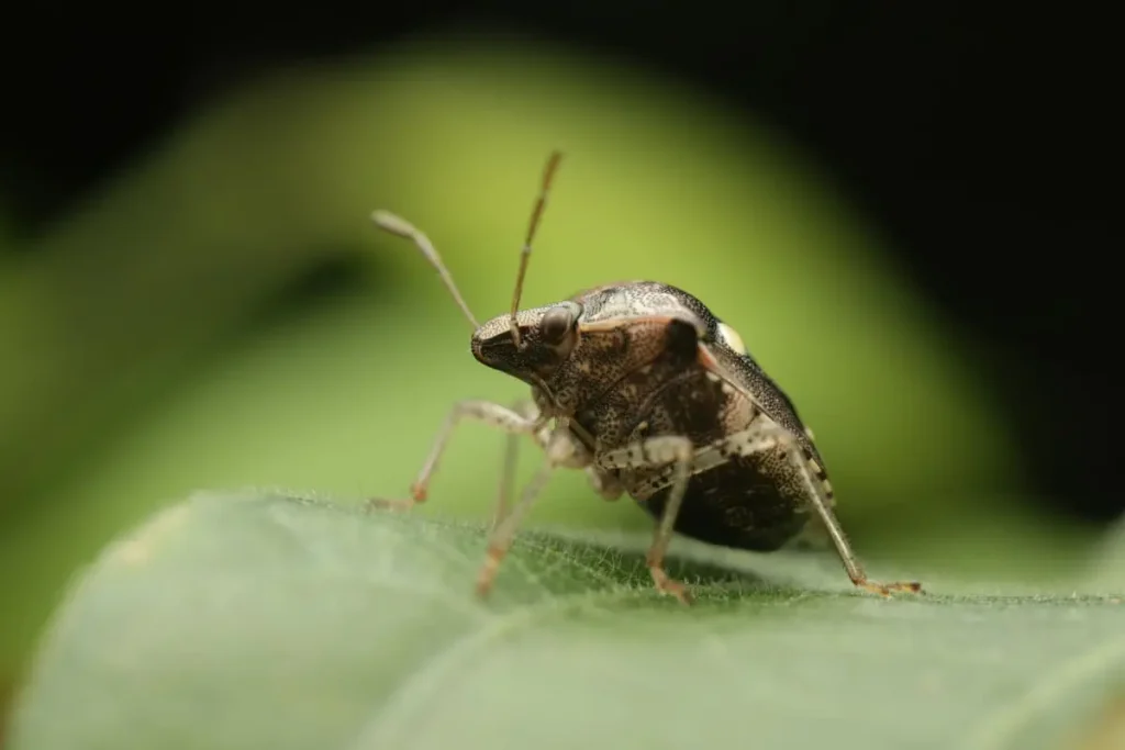 stink bug on a green leaf in natural habitat