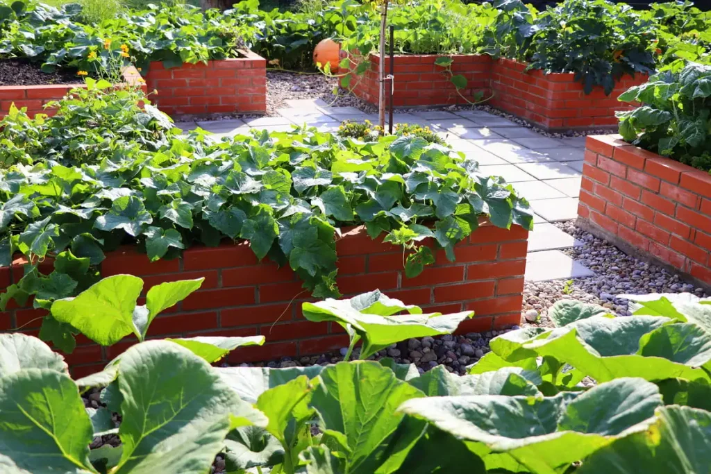 raised garden beds for vegetables