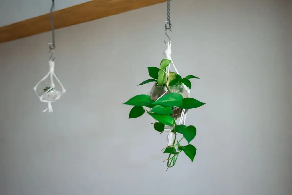 s hook hanging plant ceiling
