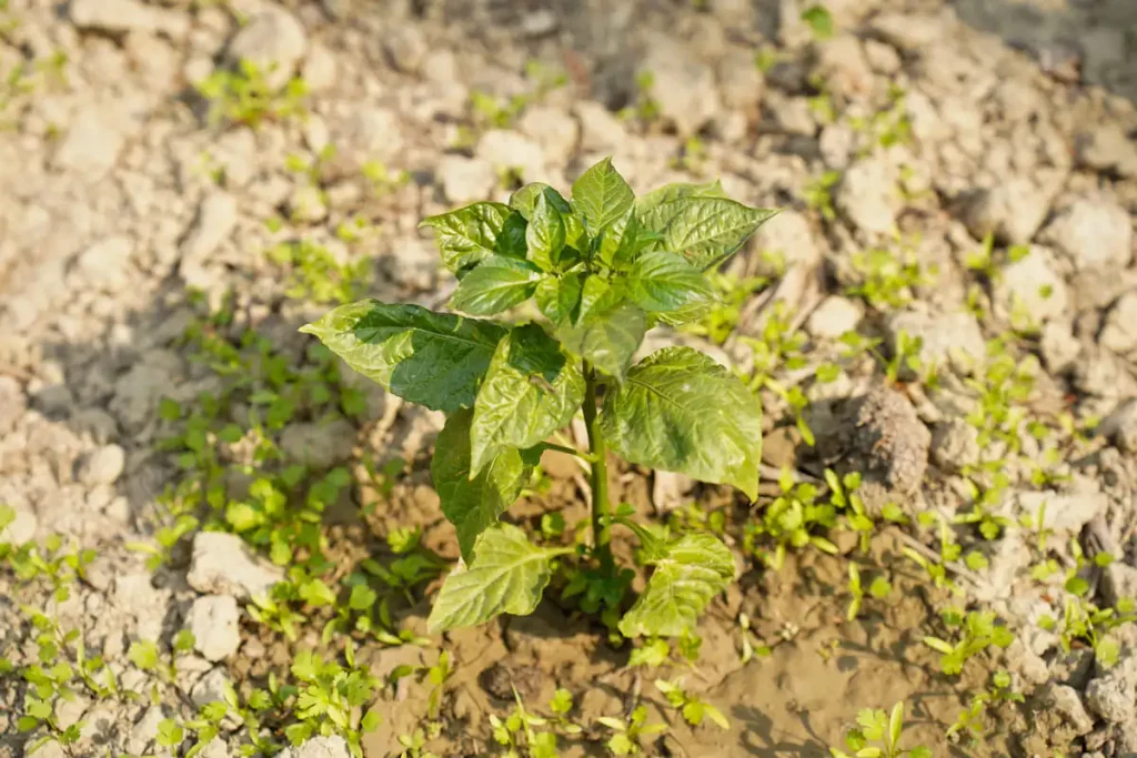 should I water my vegetable garden every day underwatering signs