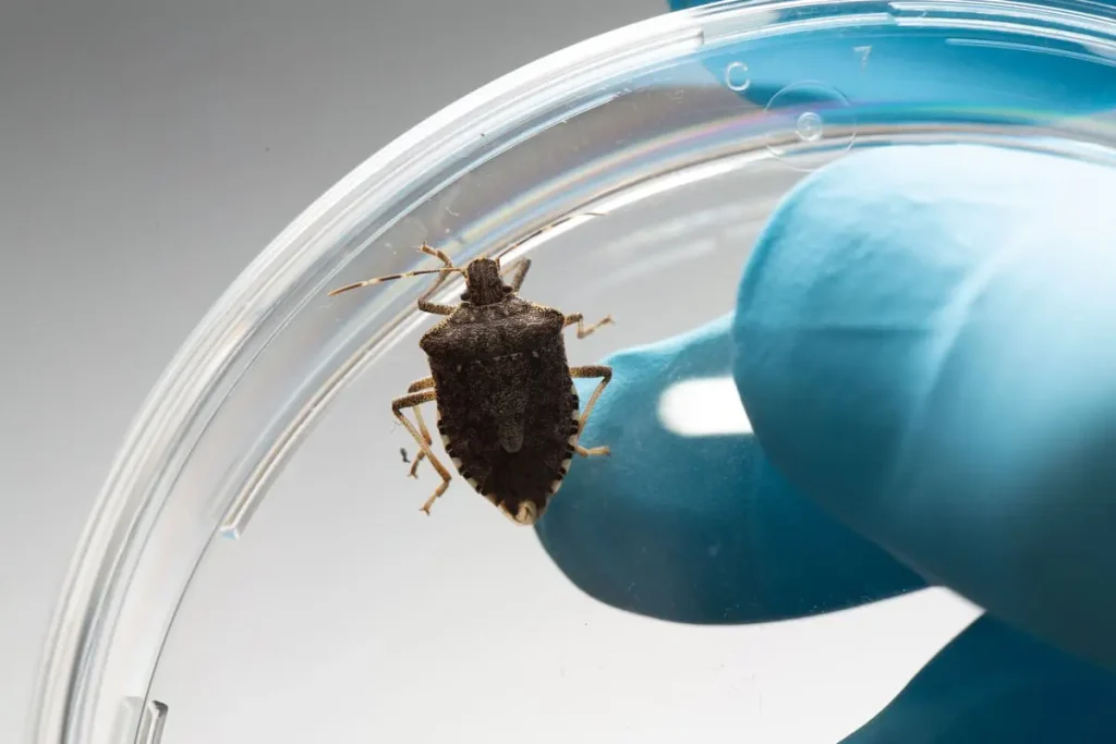 stink bug on the inside of a window pane