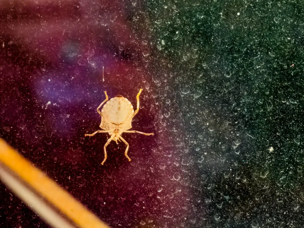 stink bug safety check