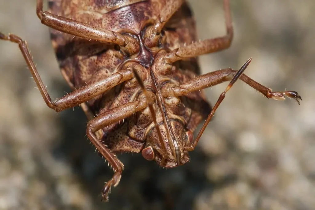 stink bug thorax glands