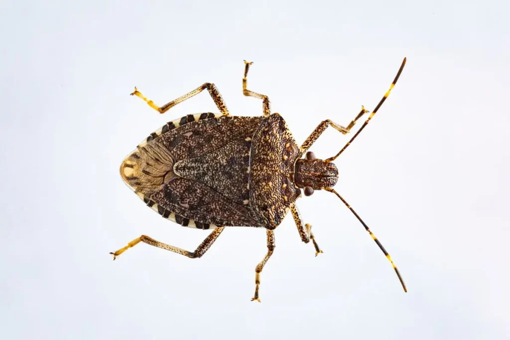 what happens if you eat a stink bug
