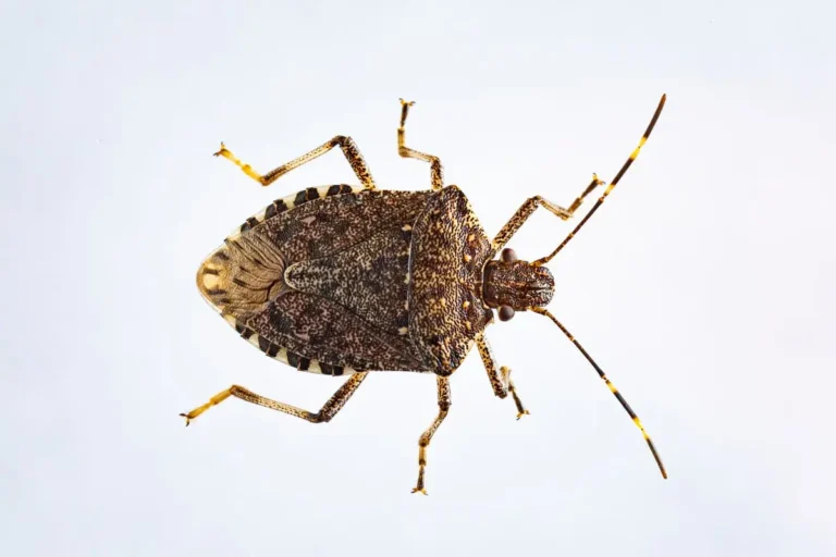 what happens if you eat a stink bug