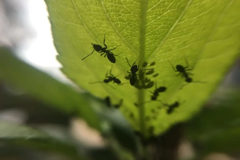 ants on garden leaf close up