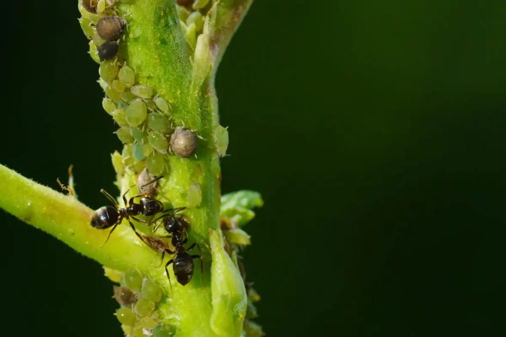 aphids and ants on garden plants