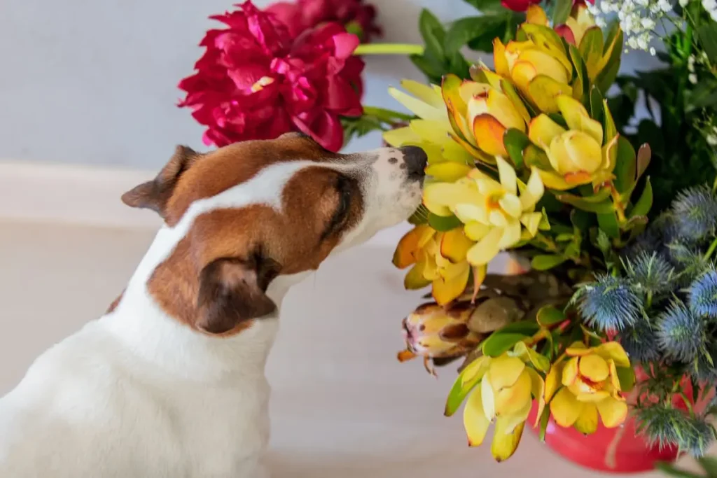 og sniffing a colorful arrangement of yellow and red flowers.