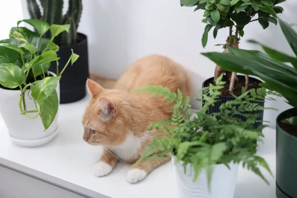 Ginger cat beside pothos, a toxic plant to avoid when choosing low light indoor plants safe for cats.