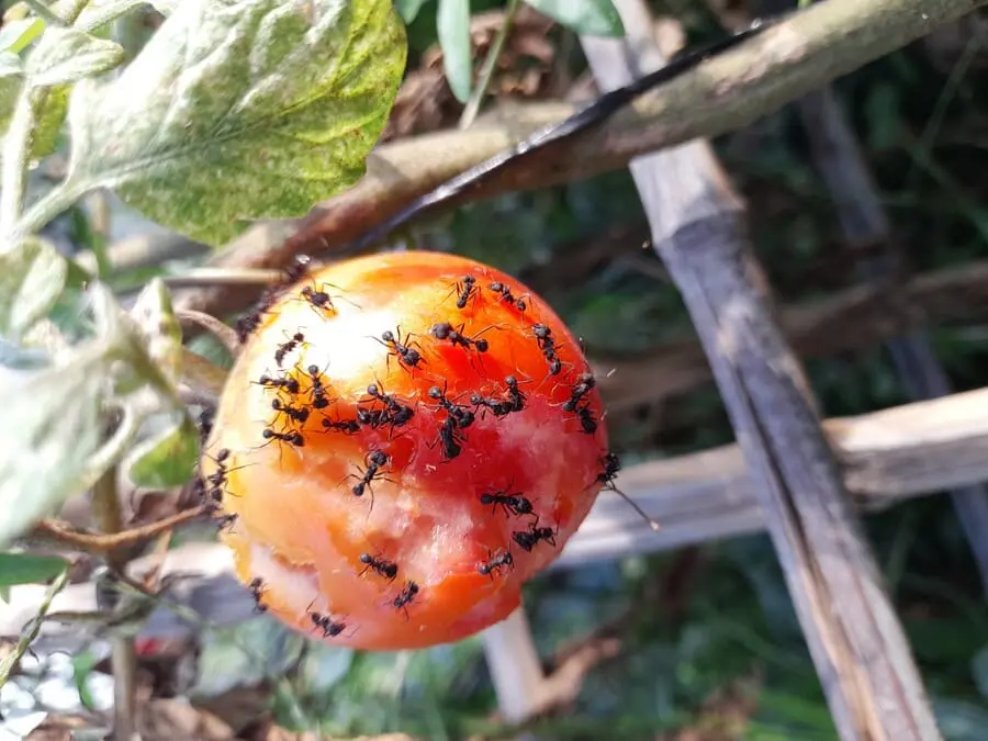 how to get rid of ants in vegetable garden
