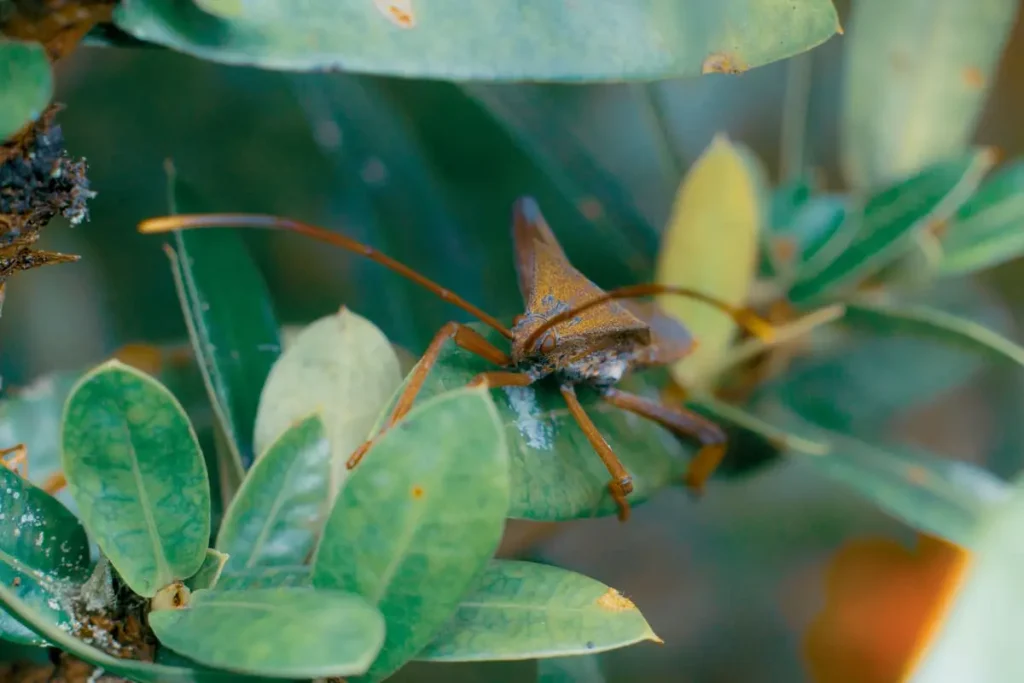 kissing bug vs stink bug
