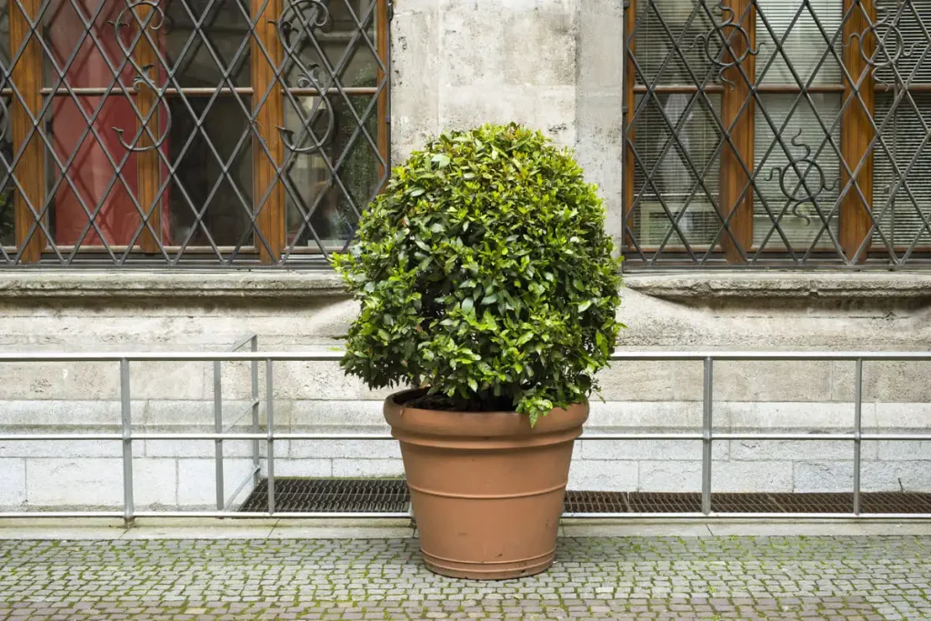Rounded trimmed planter softening an urban corner
