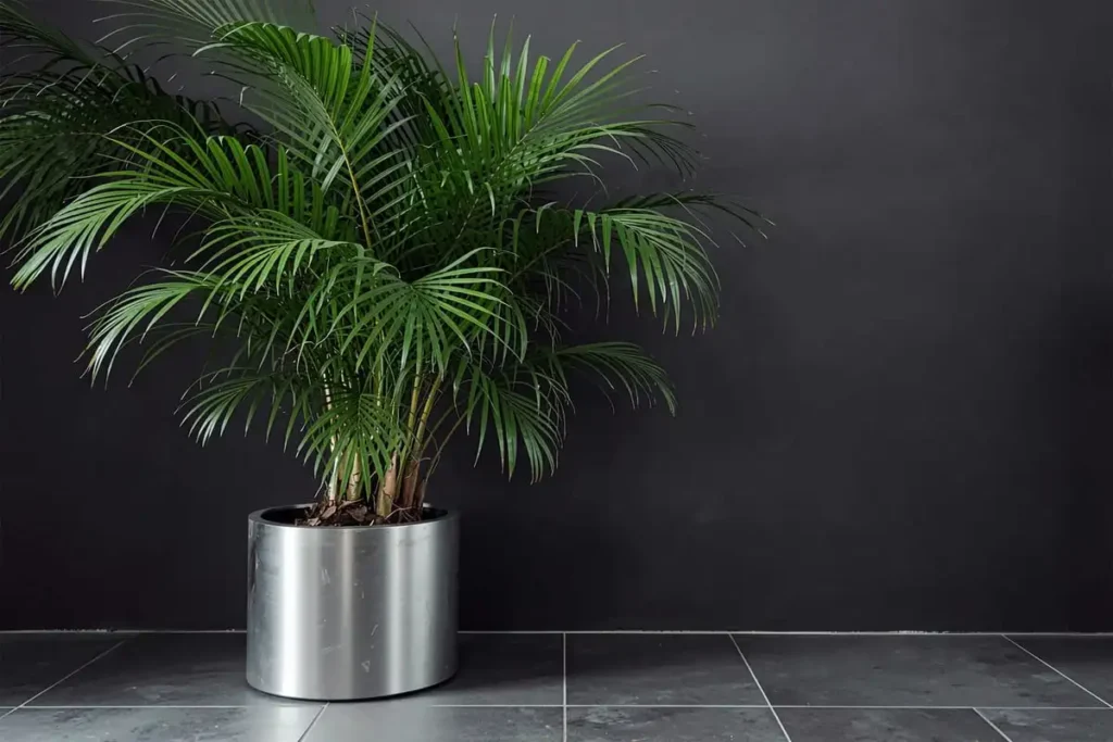 potted palm plant low light corner