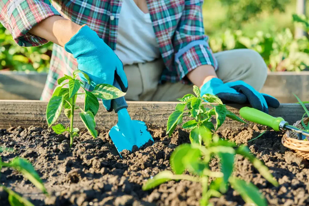 Woman tending pepper plants in a raised garden bed