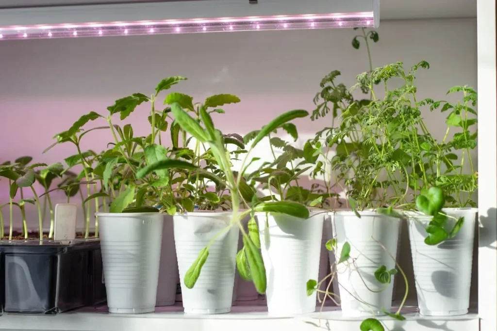 Potted herbs with long, uneven stems beneath an LED grow light.